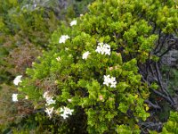 2017 Nouvelle-Zelande-8-Tongariro National Park 33